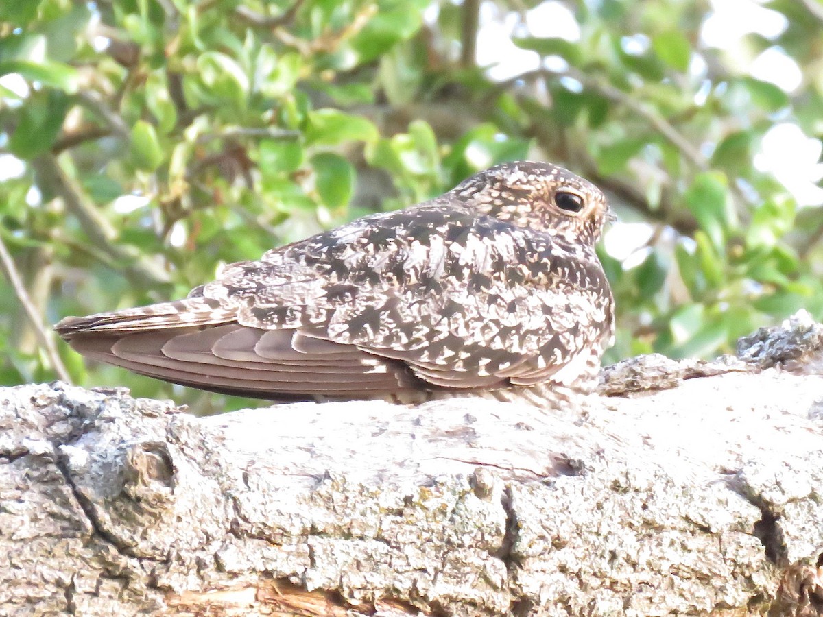 Common Nighthawk - ML97640541