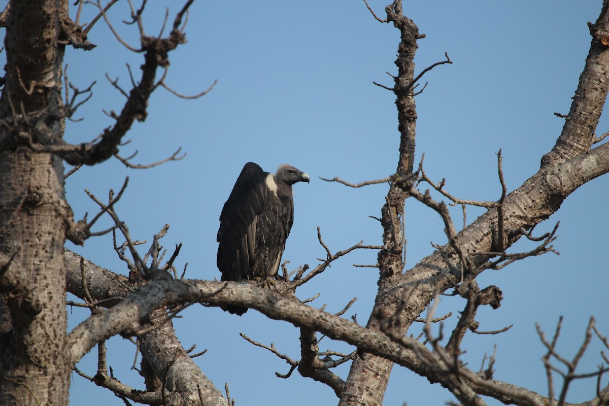 White-rumped Vulture - ML97643381