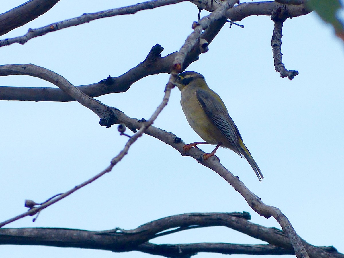 Brown-headed Honeyeater - ML97643431