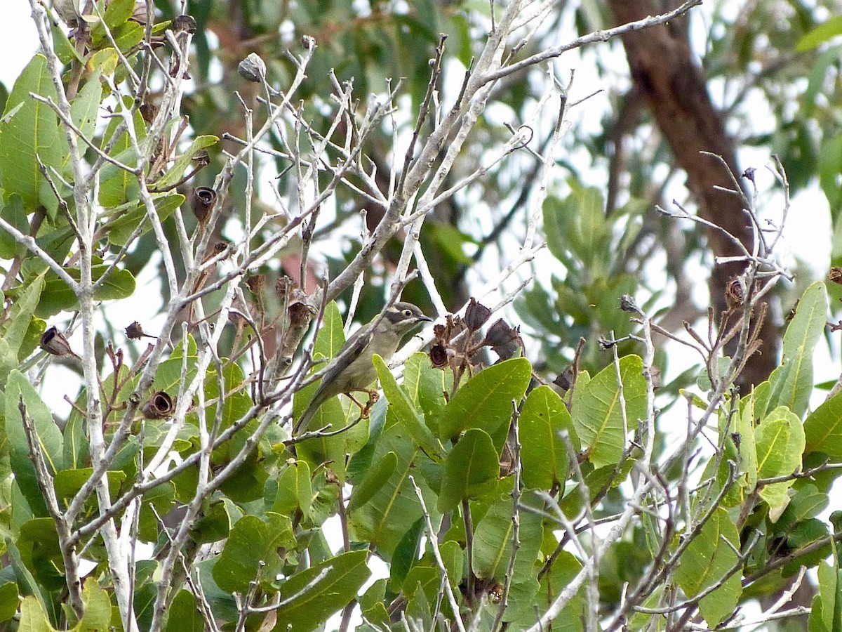 Brown-headed Honeyeater - ML97643441