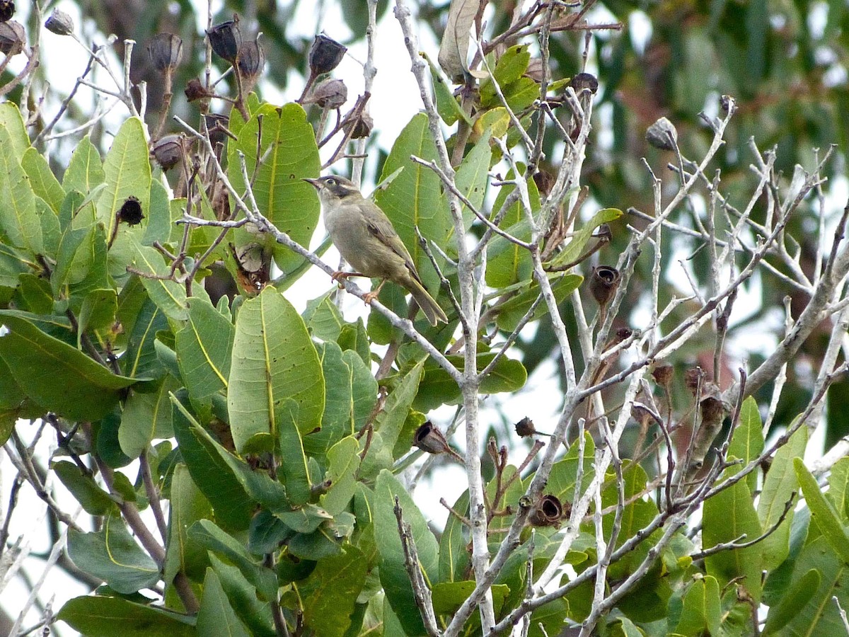 Brown-headed Honeyeater - ML97643451
