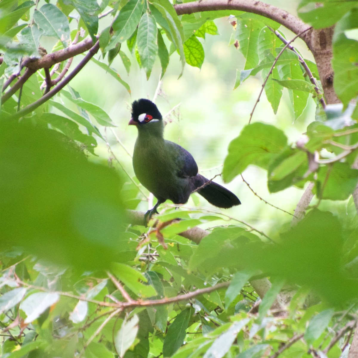 Hartlaub's Turaco - Denise Van Peursem