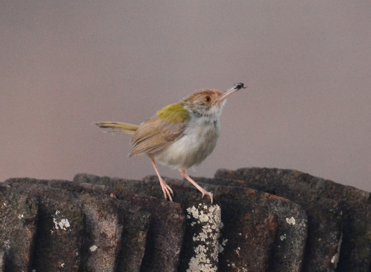 Common Tailorbird - ML97646001