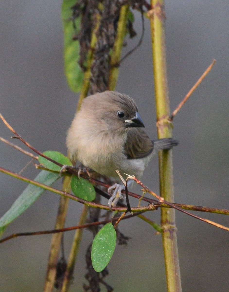 Javan Munia - ML97646221