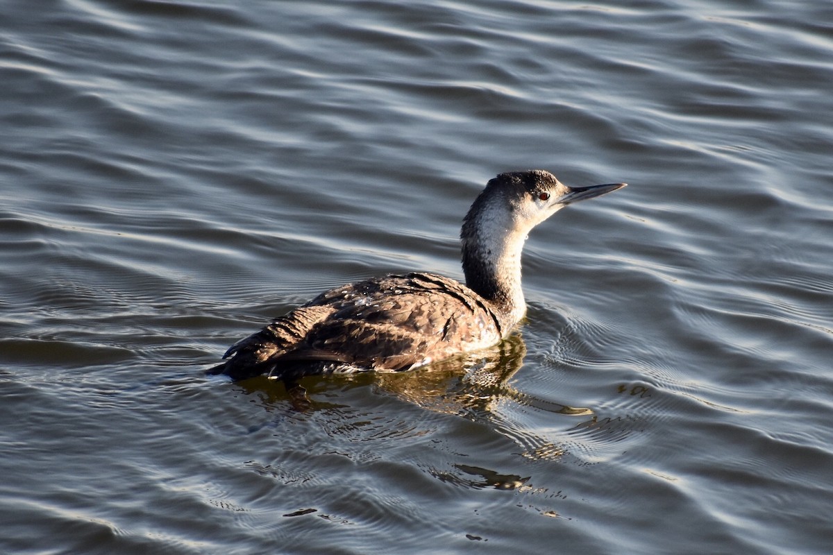 Red-throated Loon - ML97647701