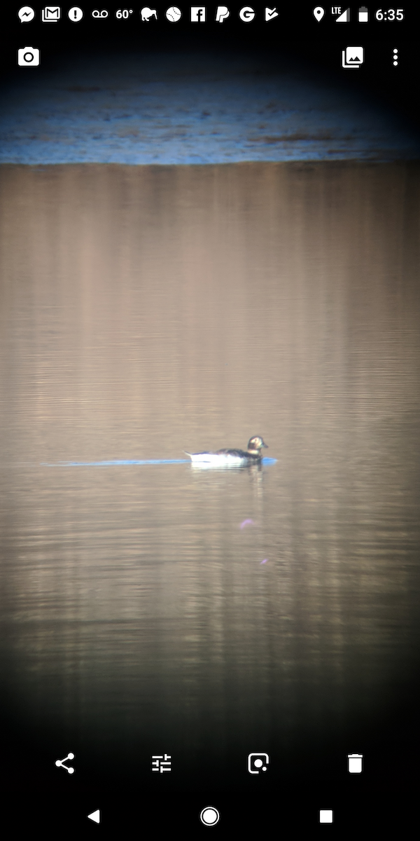 Long-tailed Duck - ML97649061