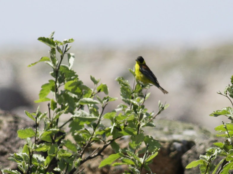 Black-headed Bunting - ML97649631