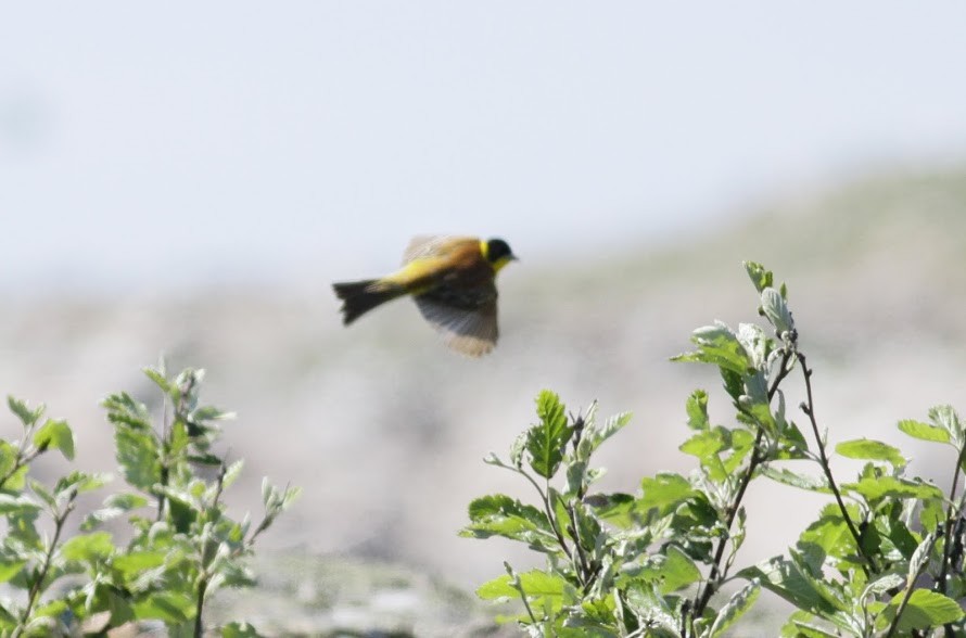 Black-headed Bunting - ML97649641