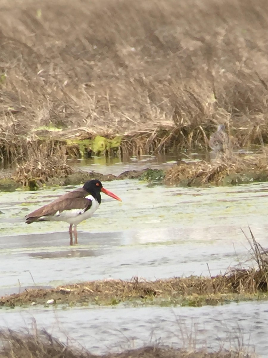 American Oystercatcher - ML97653541