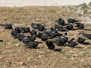  - Black Noddy