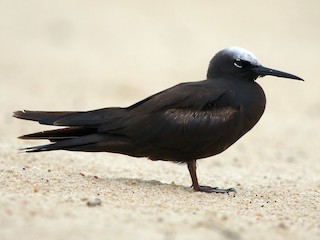  - Black Noddy
