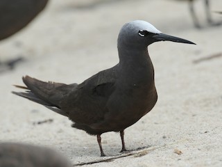  - Black Noddy