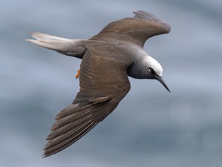  - Black Noddy (melanogenys)