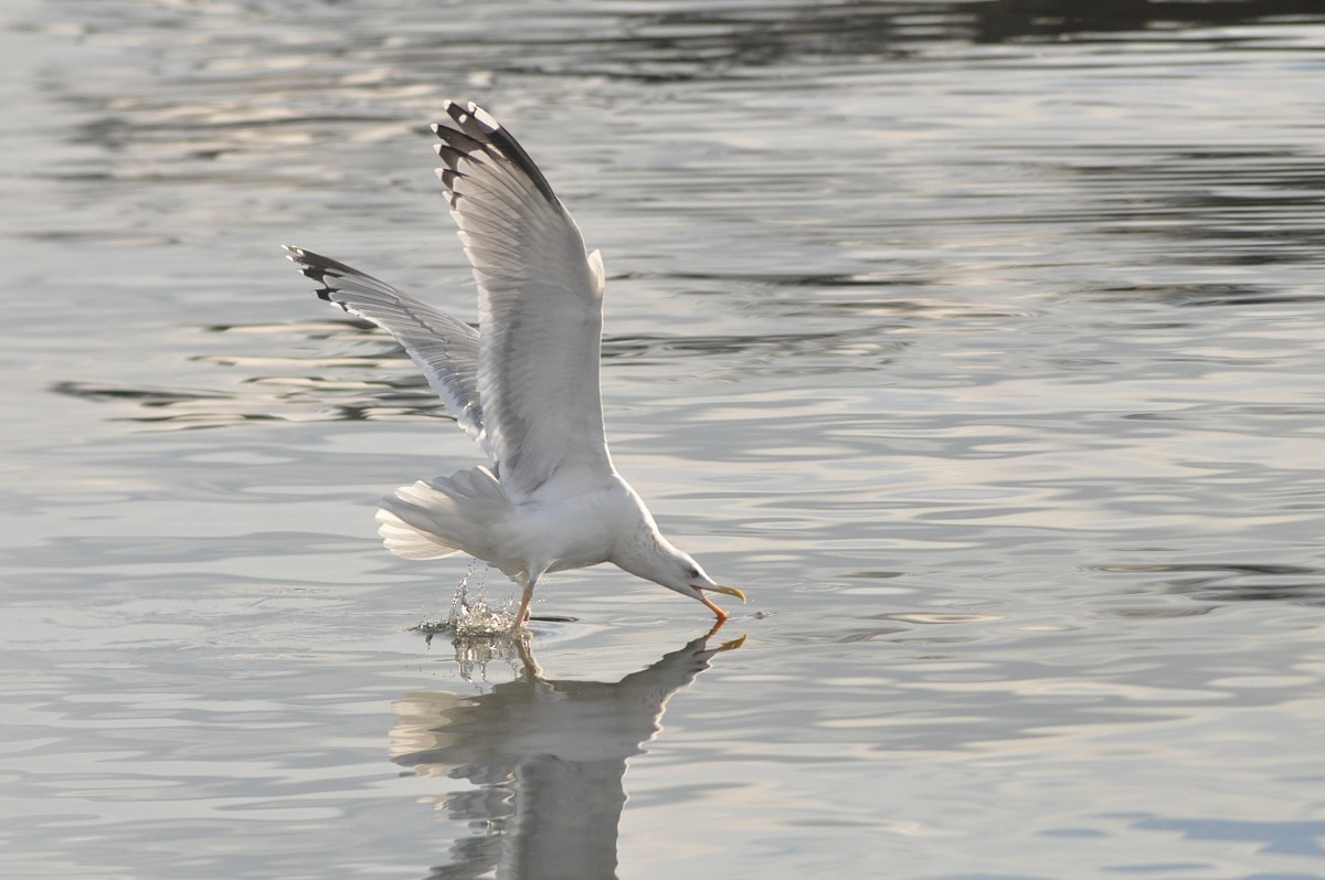 Kuzey Gümüş Martısı (argentatus/argenteus) - ML97654181