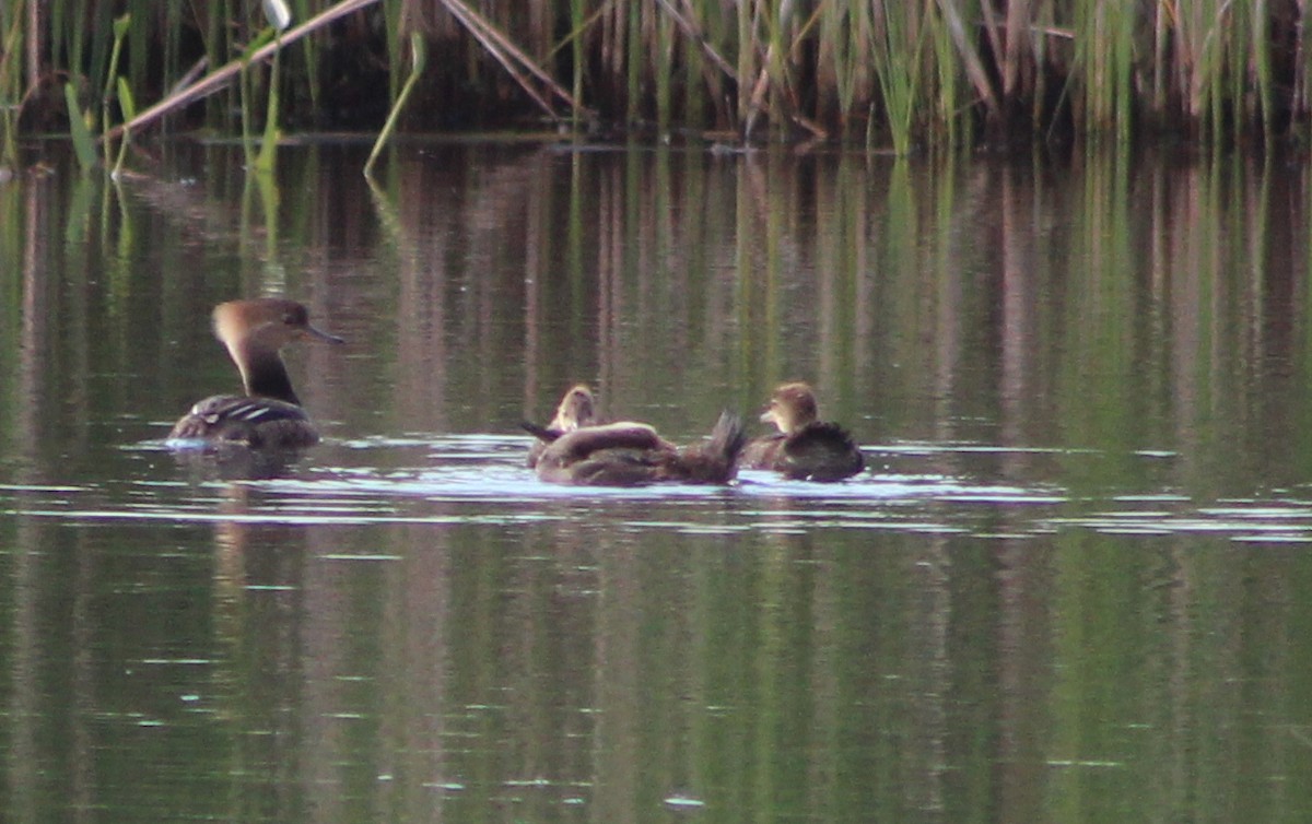 Hooded Merganser - Caine Kolinski