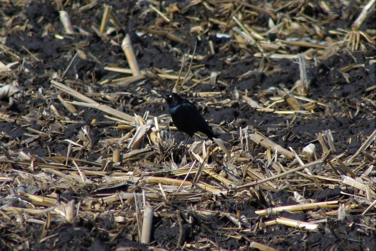 Brewer's Blackbird - ML97656411