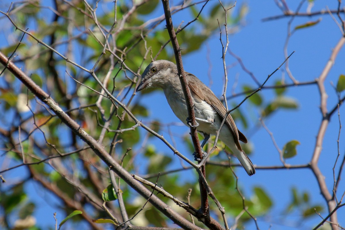 Sri Lanka Woodshrike - Tommy Pedersen