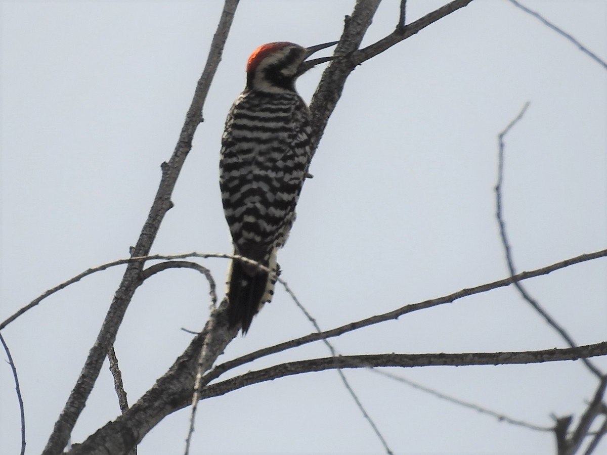 Ladder-backed Woodpecker - ML97657041
