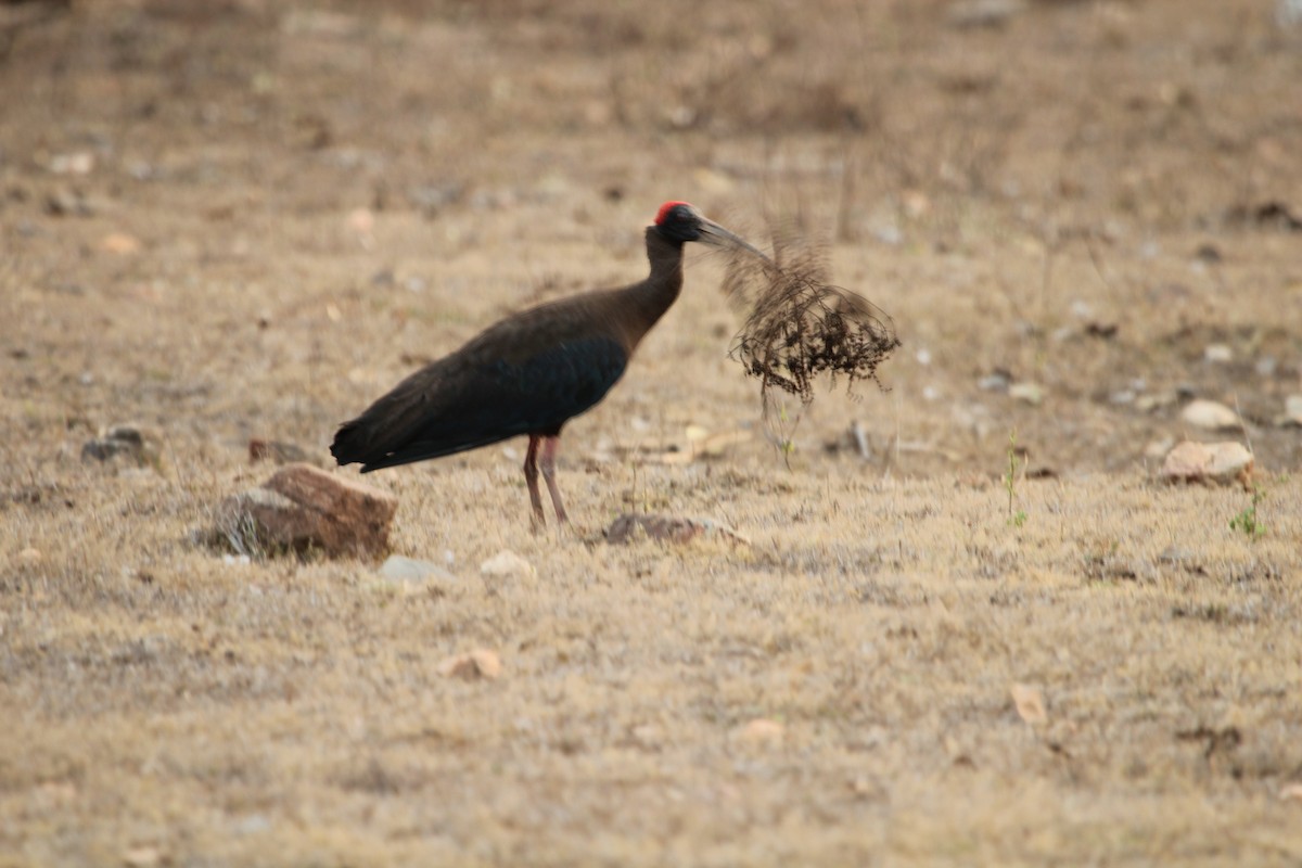 ibis bradavičnatý - ML97658241