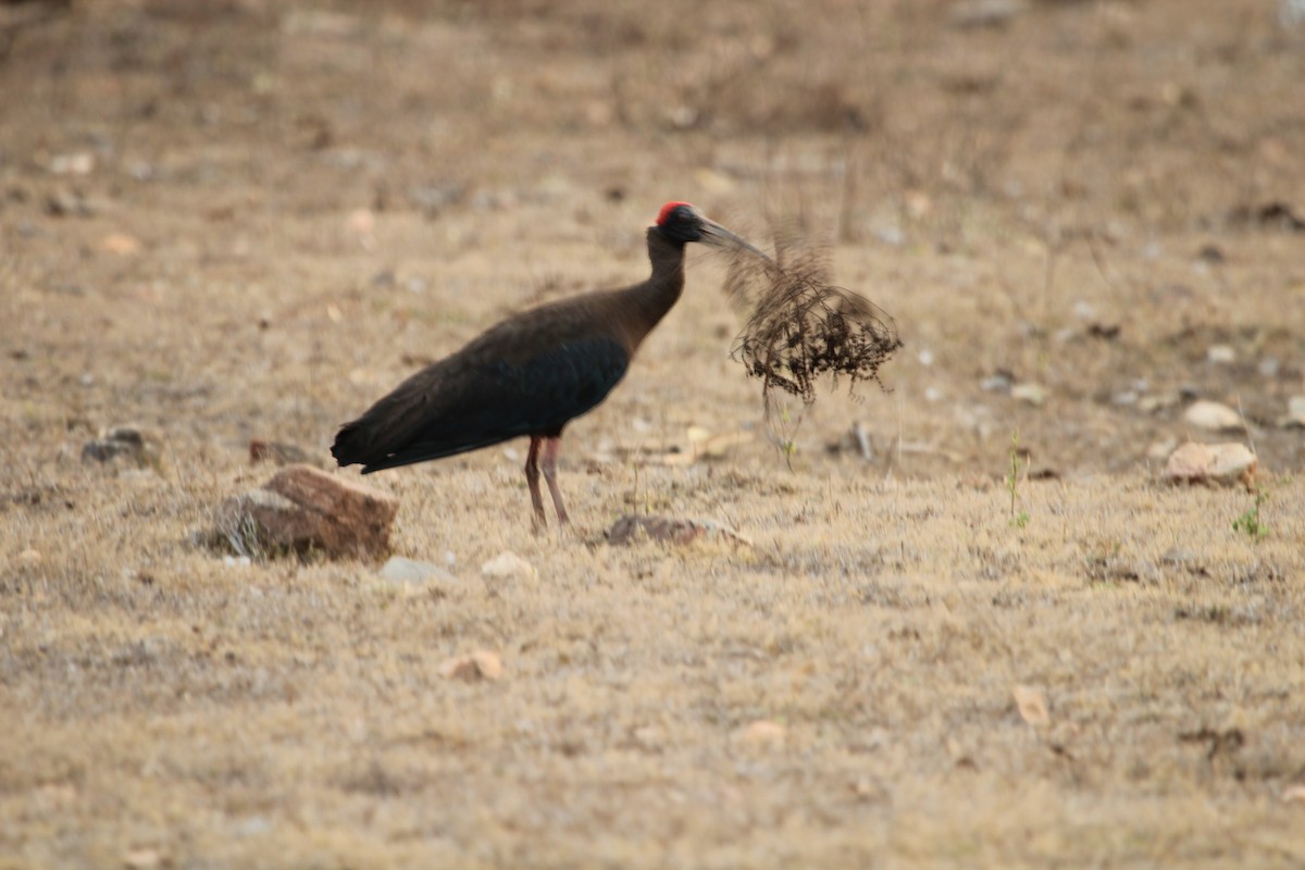 Red-naped Ibis - ML97658241