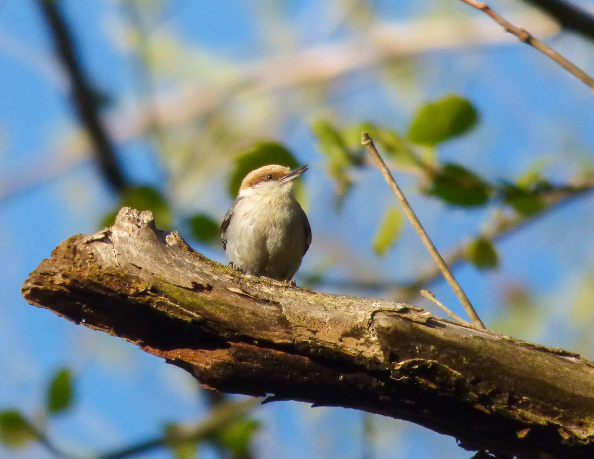 Brown-headed Nuthatch - ML97659461