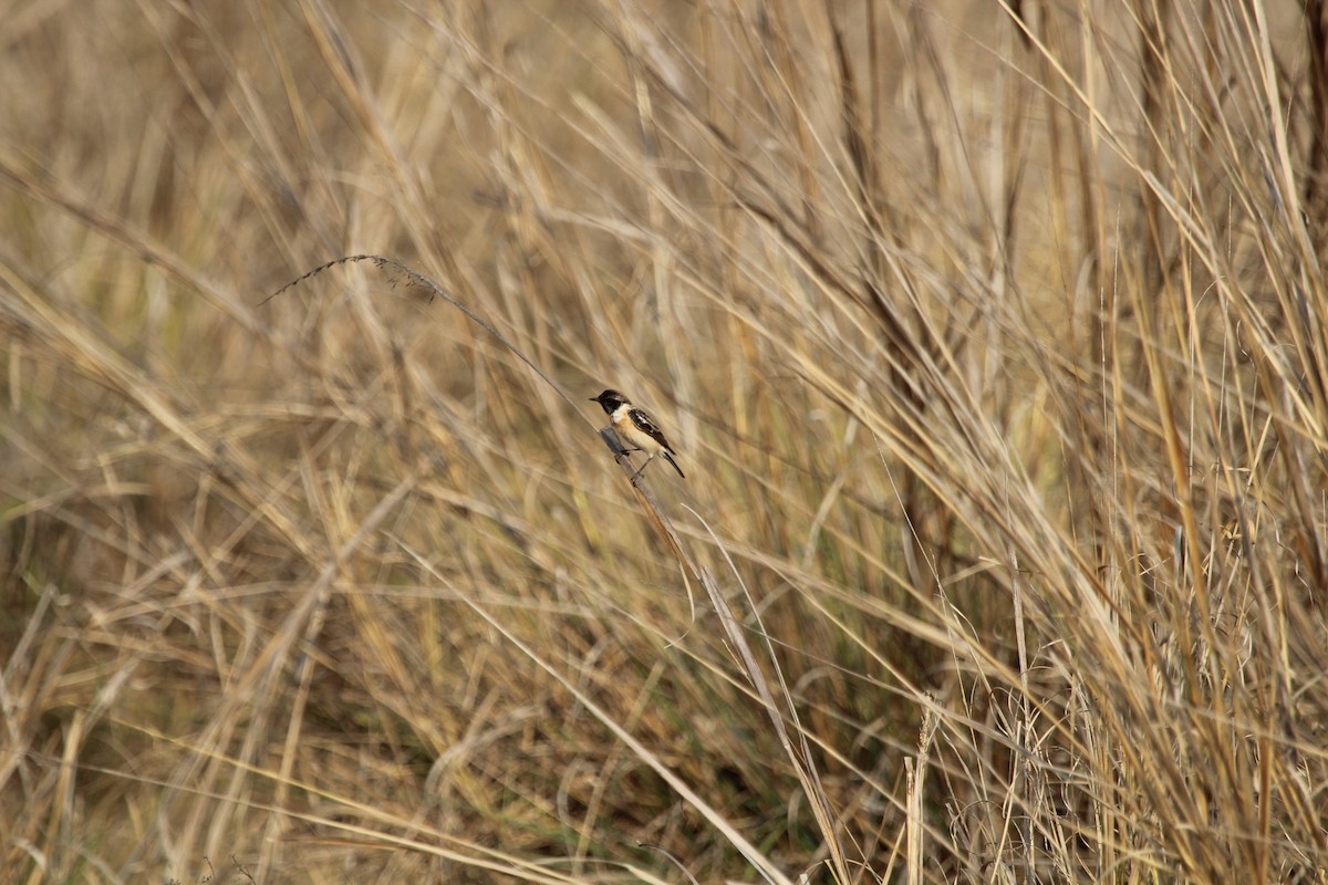 Siberian Stonechat - ML97659621