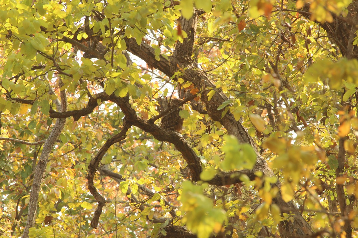 Brown Fish-Owl - ML97659951