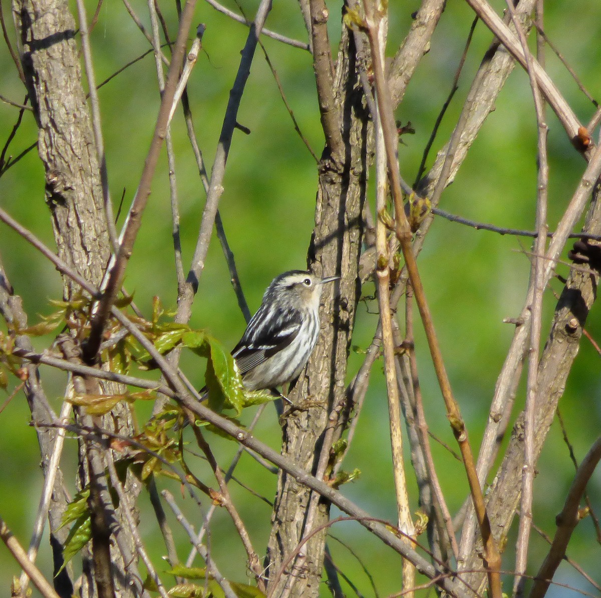 Black-and-white Warbler - ML97660251