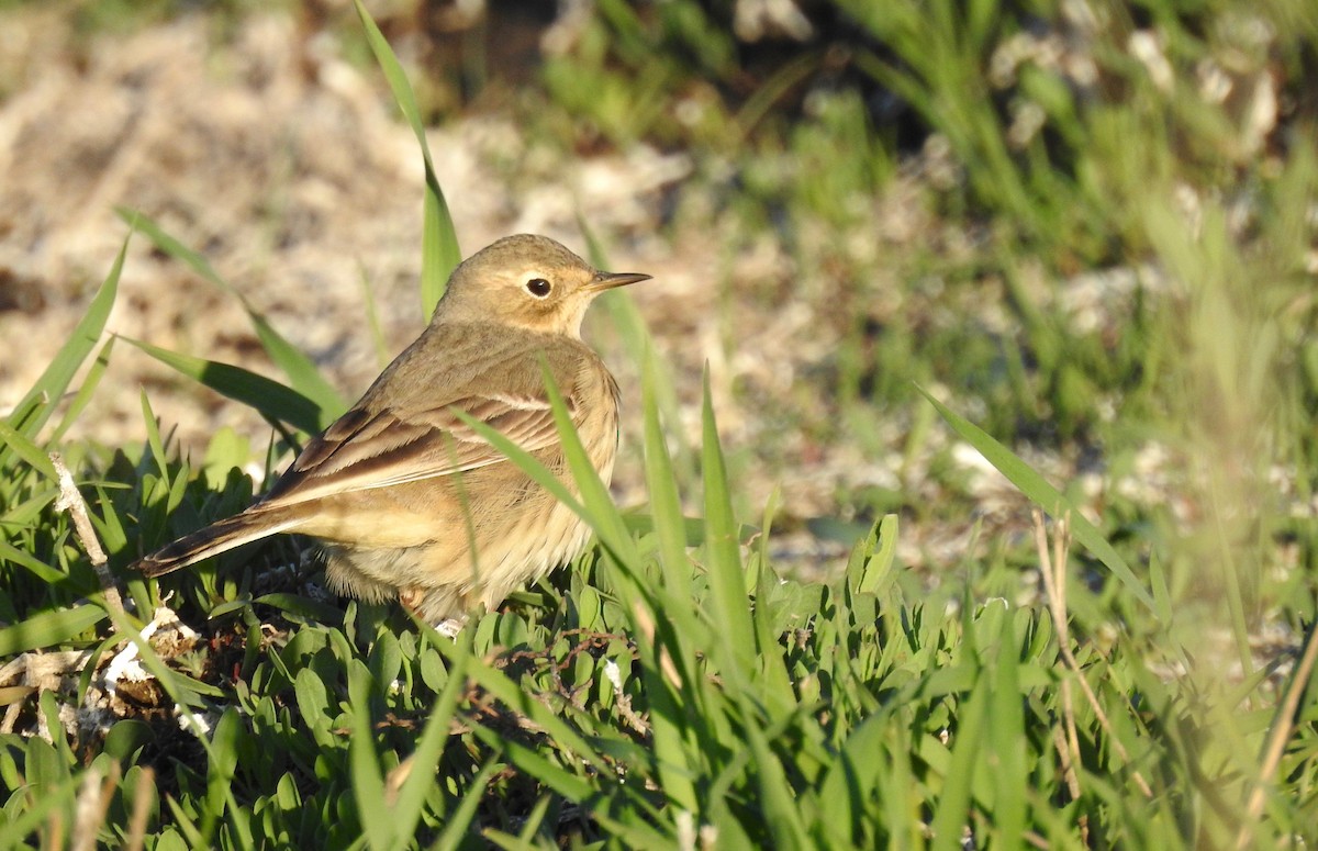 American Pipit - ML97660671