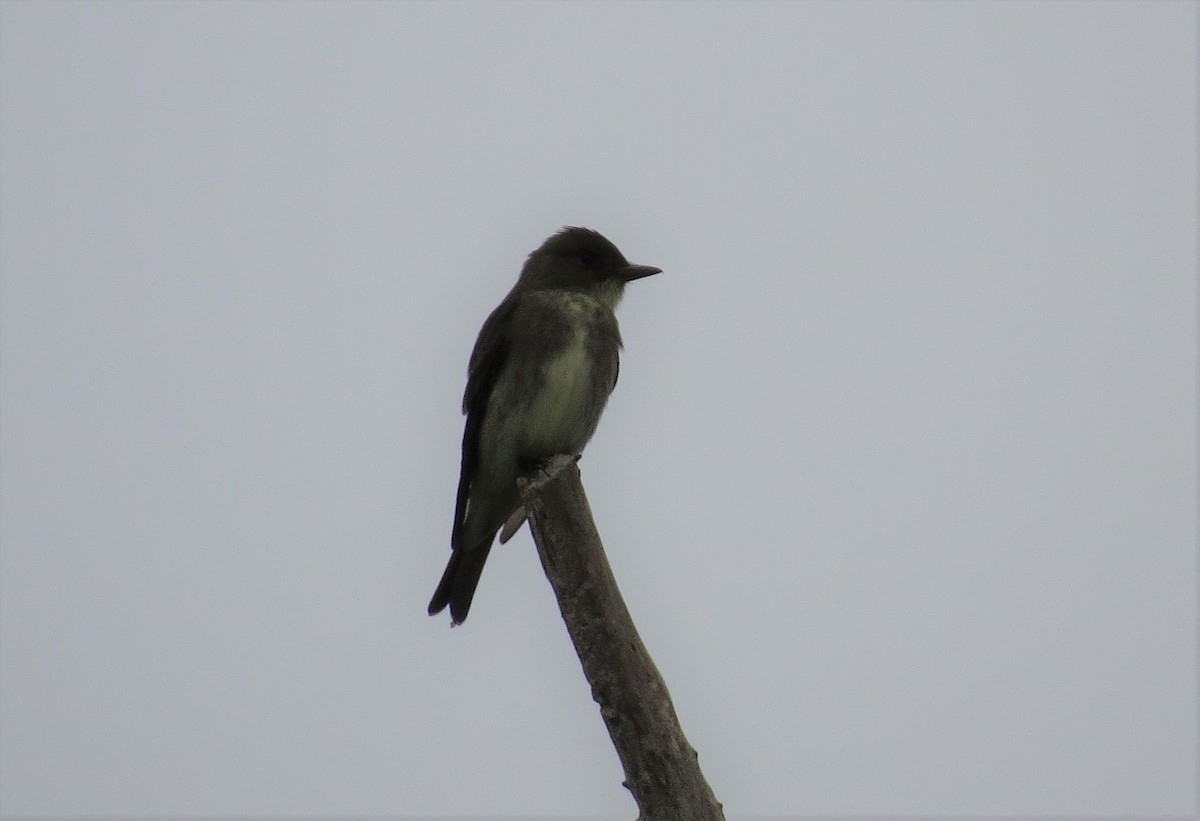 Olive-sided Flycatcher - ML97660941