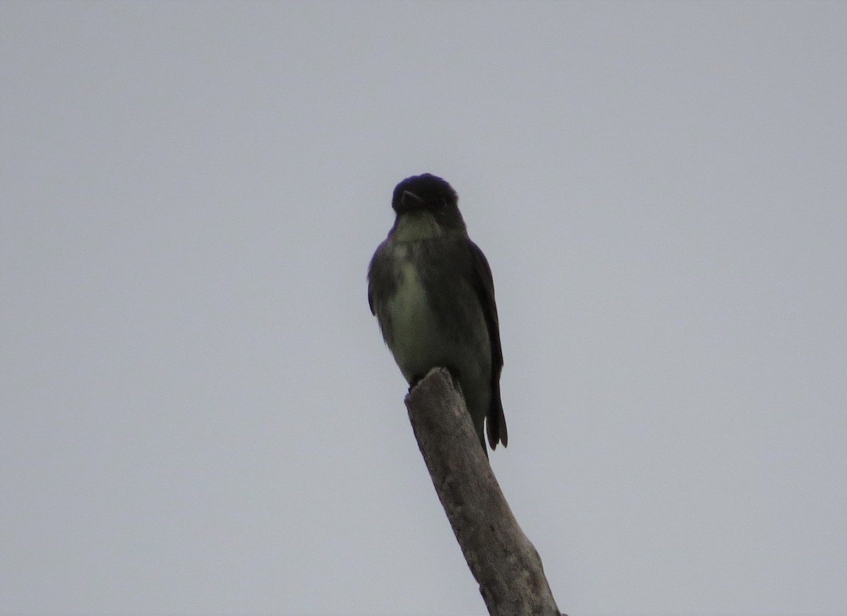 Olive-sided Flycatcher - ML97660971