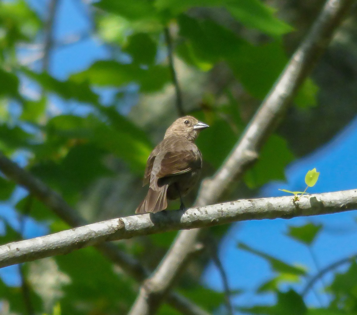 Brown-headed Cowbird - ML97661001