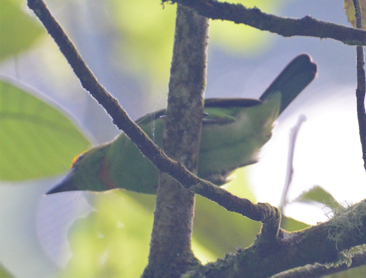 Flame-fronted Barbet - ML97663531