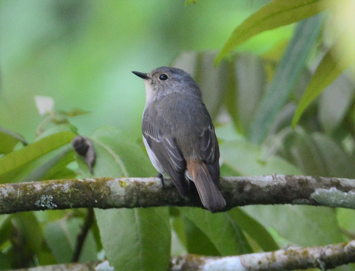 Asian Brown Flycatcher - ML97663631