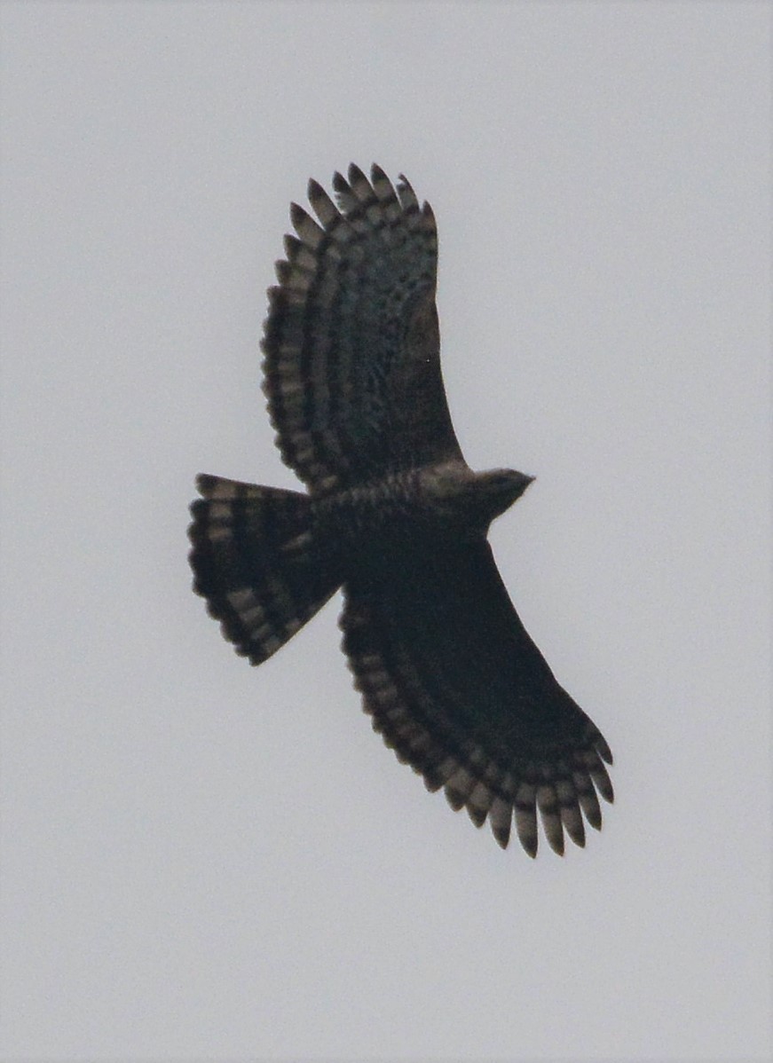 Javan Hawk-Eagle - ML97663781