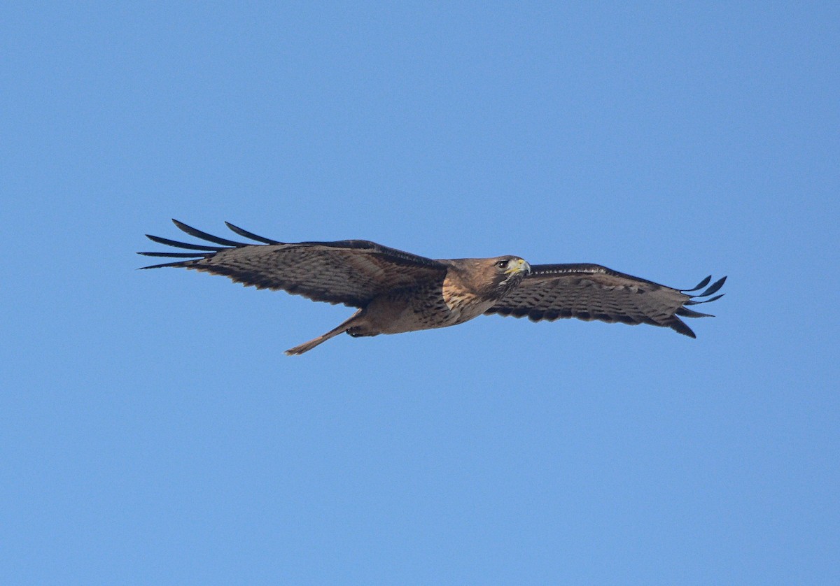 Red-tailed Hawk - ML97663851