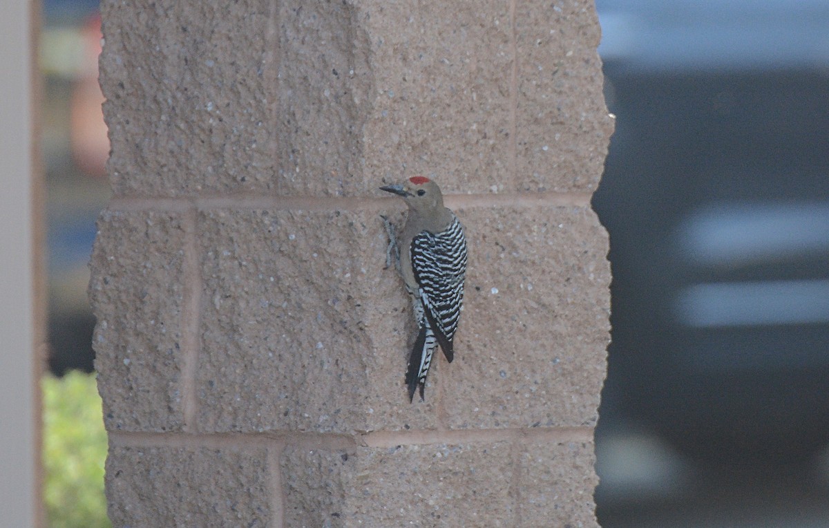 Gila Woodpecker - ML97664131