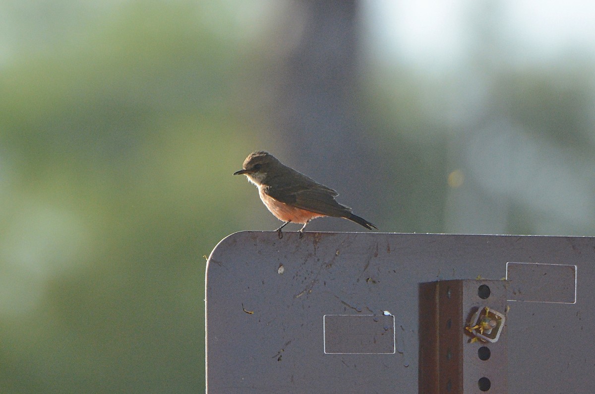 Vermilion Flycatcher - ML97664321