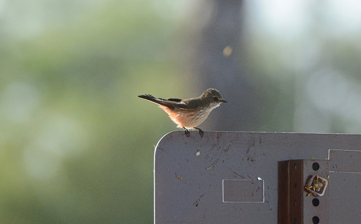 Vermilion Flycatcher - ML97664381