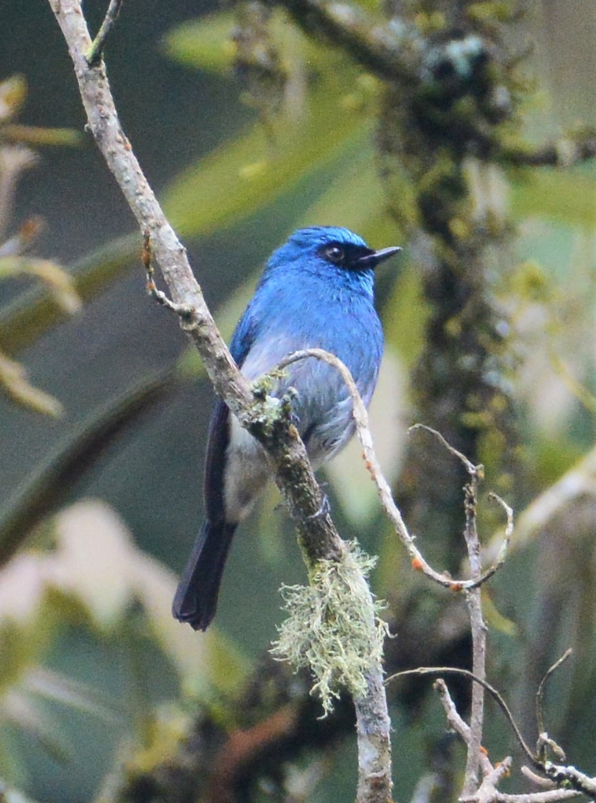 Indigo Flycatcher - ML97664691