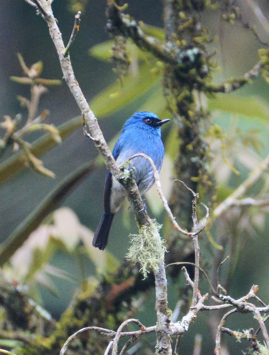 Indigo Flycatcher - ML97664721