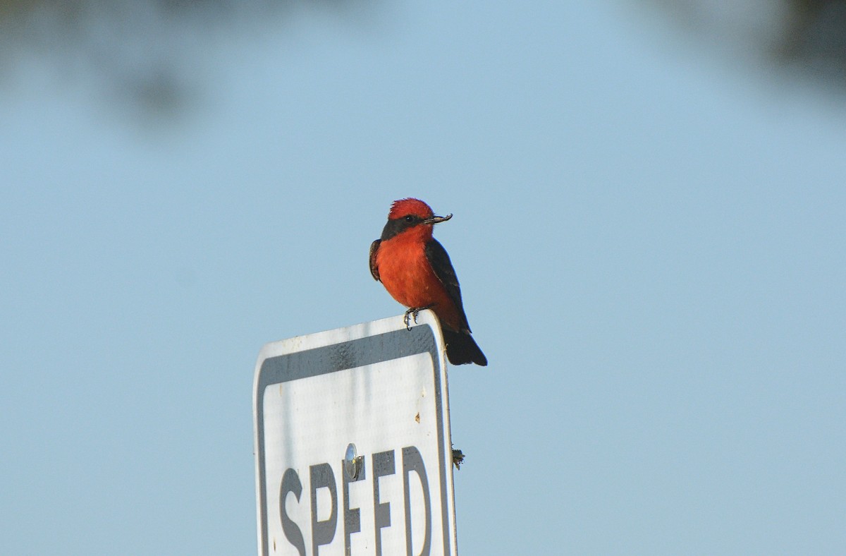 Vermilion Flycatcher - ML97664771