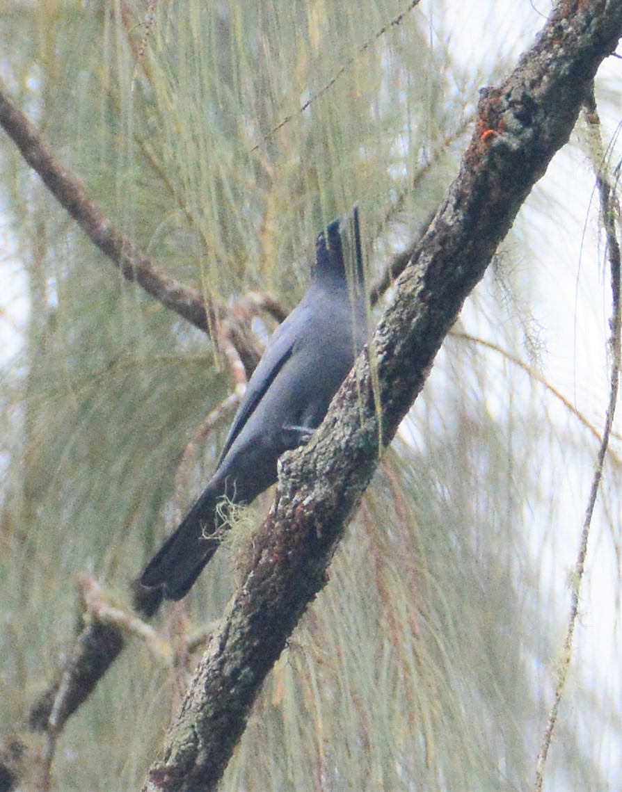 Sunda Cuckooshrike - ML97664801