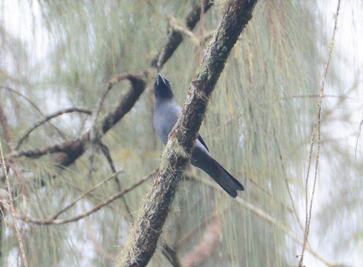 Sunda Cuckooshrike - ML97664811