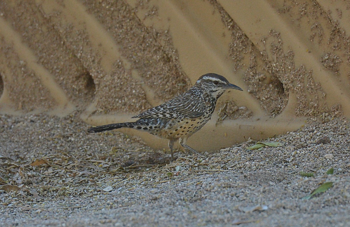 Cactus Wren - ML97664931