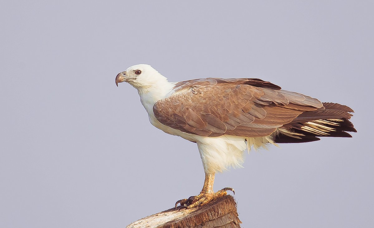White-bellied Sea-Eagle - Rajinikanth Kasthuri
