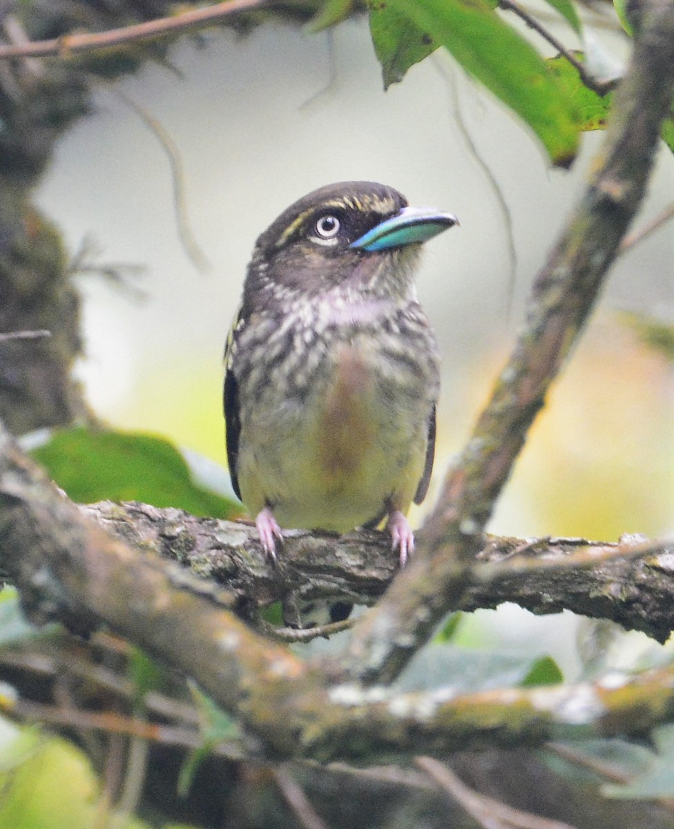 Banded Broadbill - ML97665261