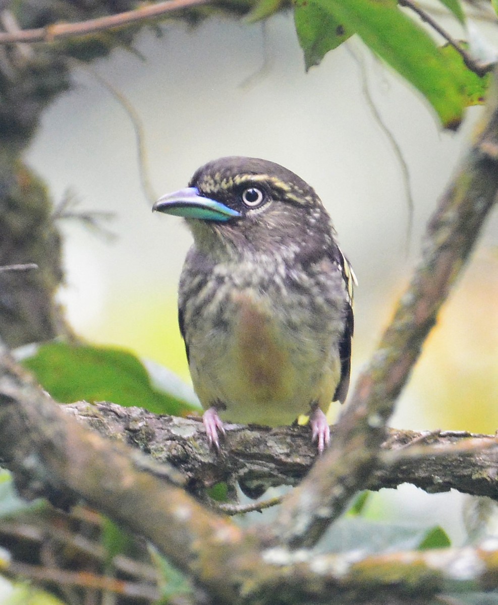 Banded Broadbill - ML97665271