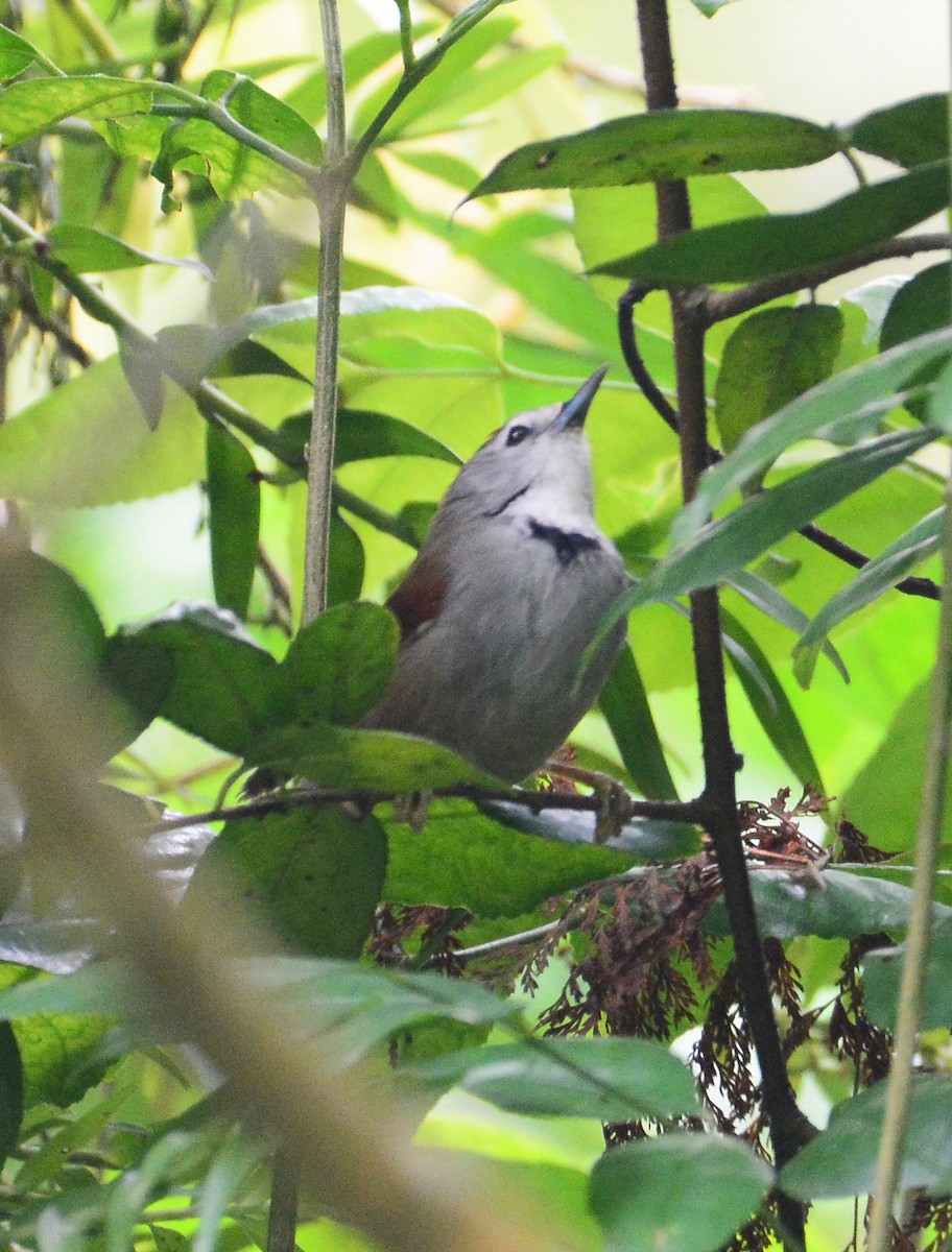 Crescent-chested Babbler - ML97665581