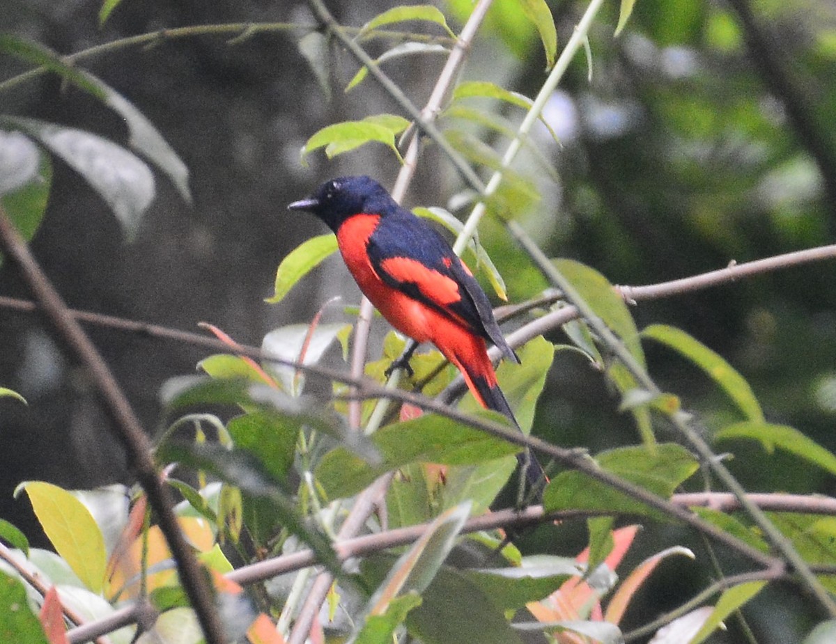 Minivet vermillon - ML97666201